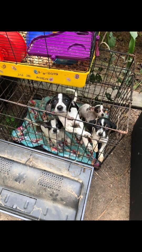 WPSO puppies in cage